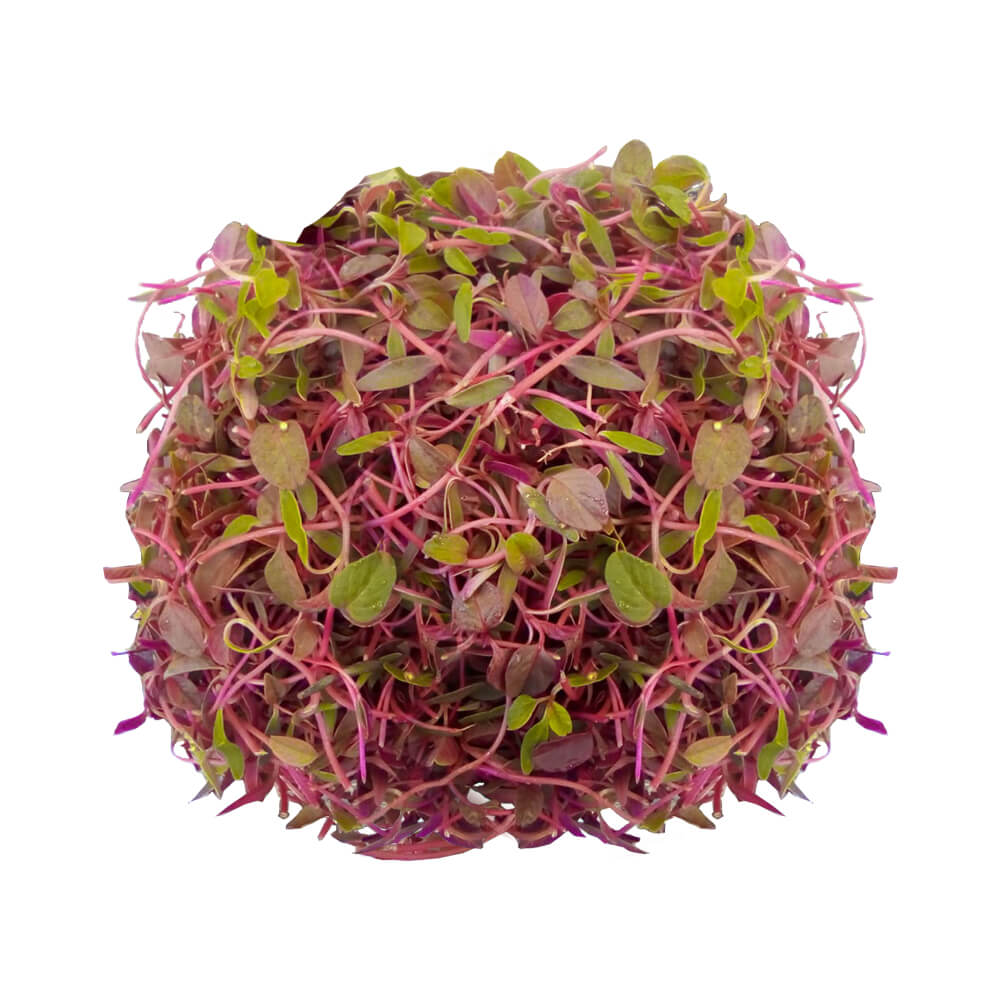 brote de amaranto por domo