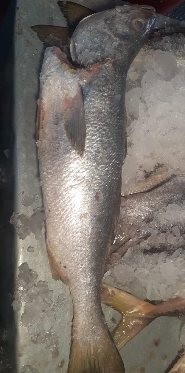 pescado corbina Pescado corvina