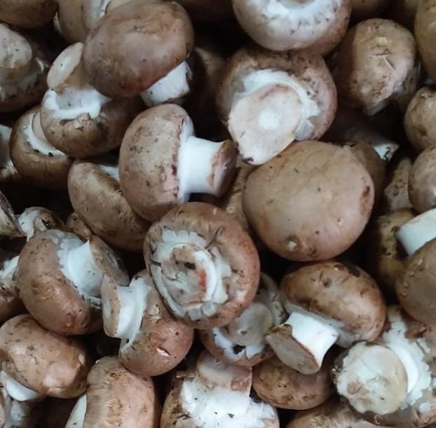 hongo cremini Hongo cremini por kilo