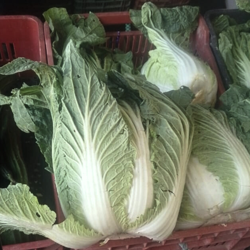 lechuga chicoria