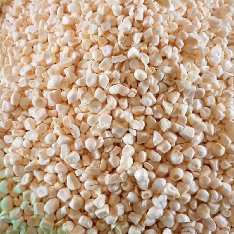 maíz cacahuazintle desgranado
